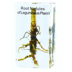 Root Nodules of Leguminous Plant